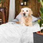 Luxury Dog Friendly Hotels