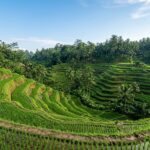 Things to Do in Ubud: 5 Must-Try Experiences (2025 Guide) A serene overview of the Tegalalang Rice Terraces in Ubud under a clear sky.