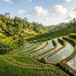 A terraced rice paddy field in Ubud with lush greenery.